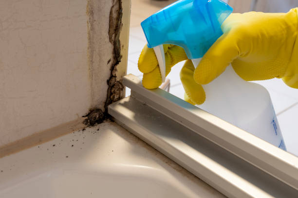 Best Black Mold Remediation in Oak Hill, TN